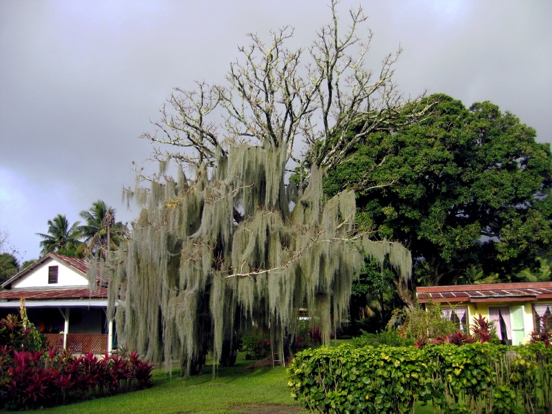 Beautiful moss covered trees.
